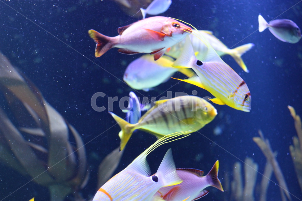 water,물,aquatic,물의,animal,동물,fish,물고기