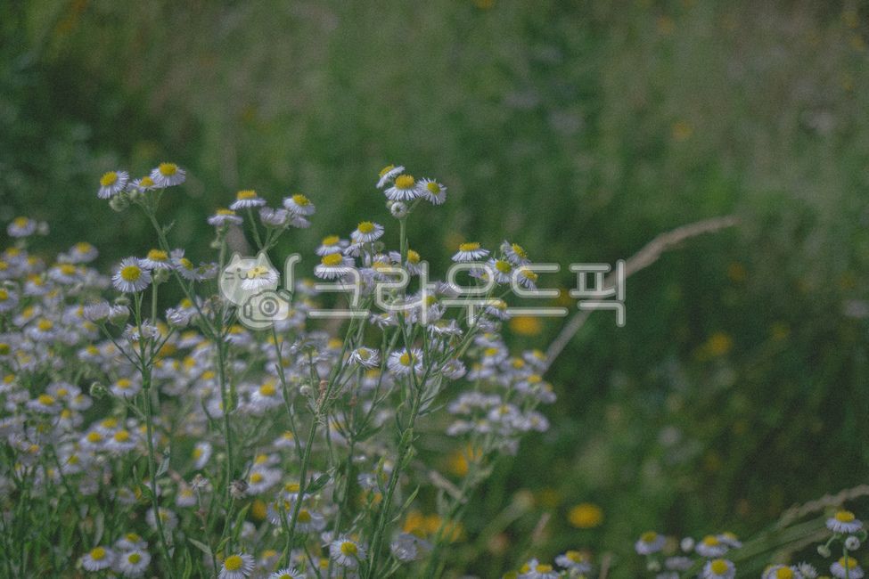 plant,식물,들꽃,꽃,감성,빈티지,분위기,계절