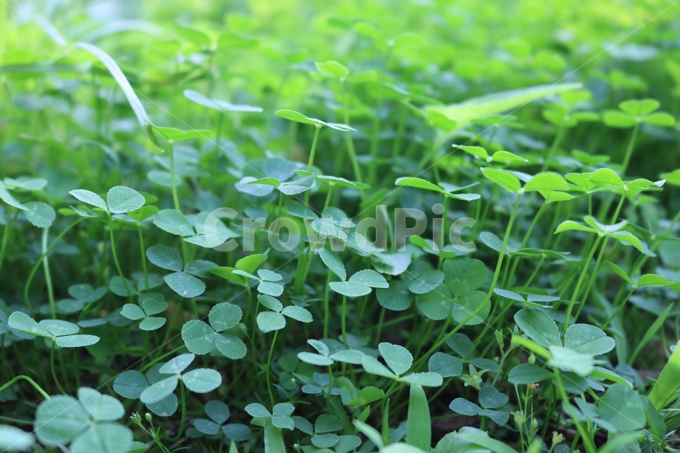 식물,토끼풀,자연,초록,plants,clover,nature,green,shokubutsu,kurooba,midori,식물,자연,plants,nature