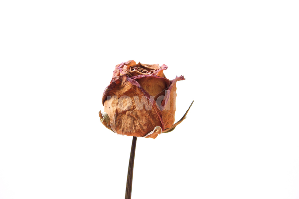 드라이,말린,건조시킨,건조,식물,자연,장미,꽃,장미꽃,로즈,플라워,드라이플라워,레드,빨강,빨간장미,꽃송이,클로즈업,갈색,브라운,흰배경,줄기,꽃,flower,누끼,remove background