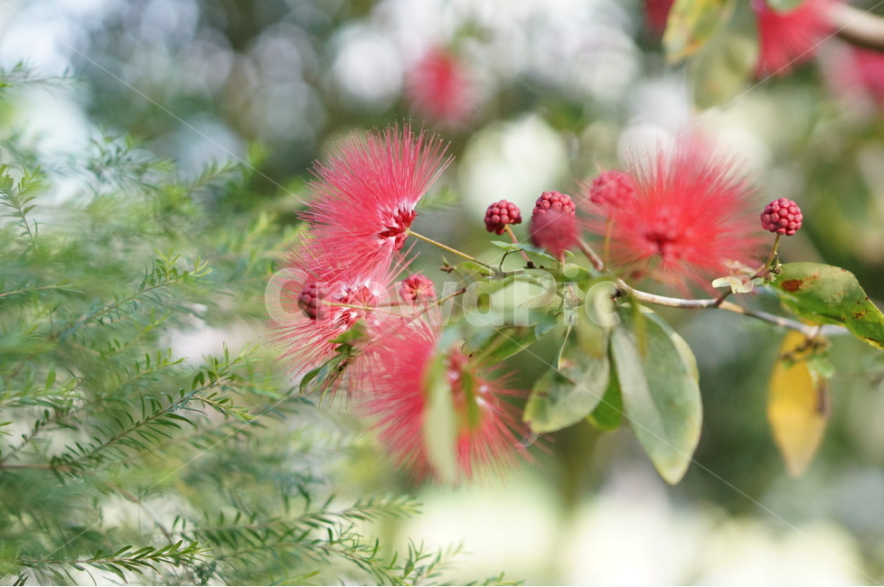 홍자귀,꽃,빨강,빛,풍경,식물,자연,plants,nature,꽃,flower