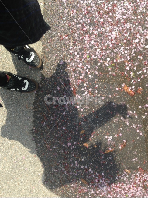벚꽃,벚꽃잎,그림자,shadow,봄,spring,petal