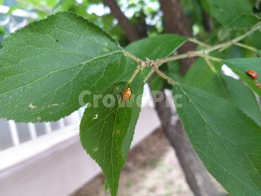 주황색곤충,무당벌레,초여름,녹색,작은곤충,ladybug,summer,green,insect,orange,nature,자연,나뭇가지,잎사귀,힐링