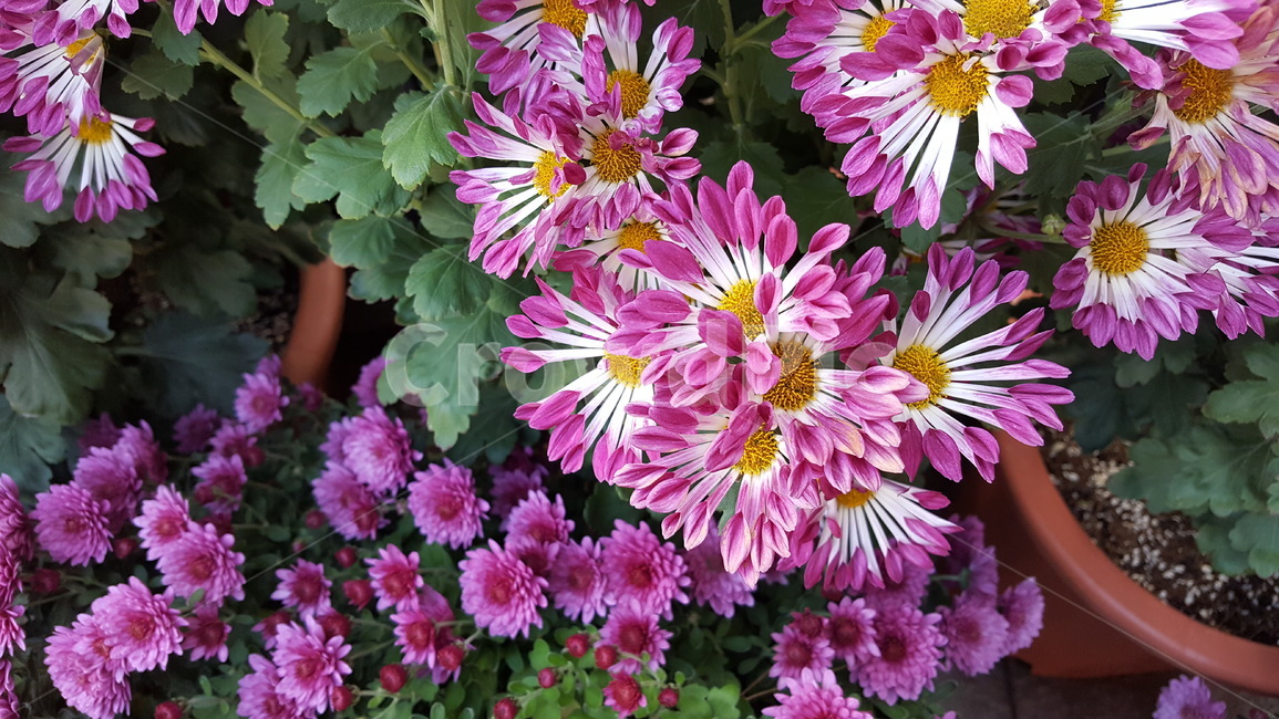 식물,plant,국화,가을꽃,flower,blossom