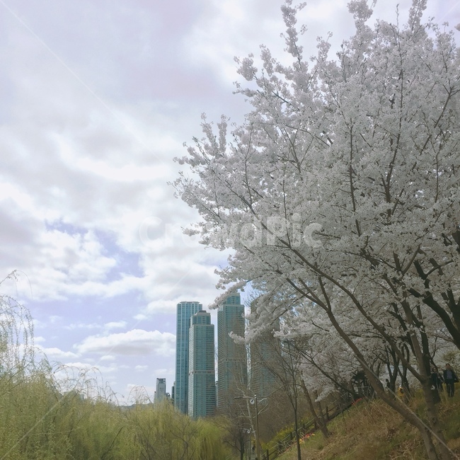 벚꽃,풍경,흐림,구름,하늘,꽃,배경,봄,계절,spring,season,도시,풍경,city,landscape,한국도시풍경,한국도시경관,korea cityscape,식물,자연,plants,nature,나무,trees,wood,plant