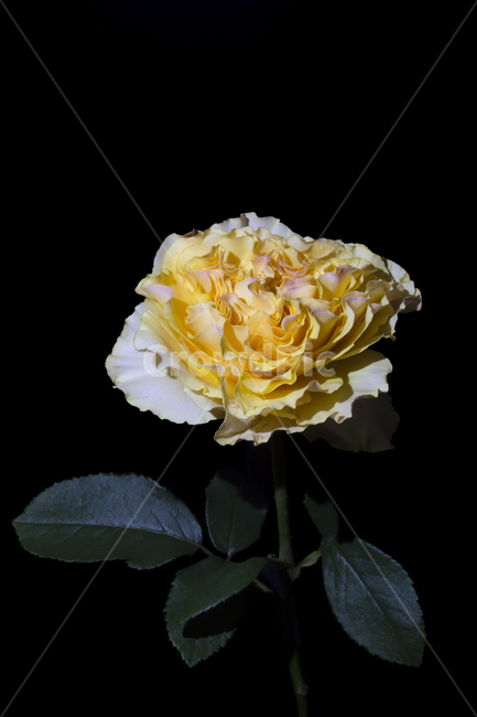 rose,장미,식물,blossom,꽃,flower,plant,노란색꽃,꽃잎많음,식물,자연,plants,nature,꽃,flower