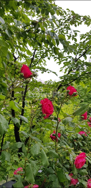 청량한,느낌,자줏빛,빗방울,잎사귀,이파리,빨강,빨간,나무,풀숲,풀,관목,풍경,배경,자연,싱그러운,시원한,비온뒤,꽃향기,좋은냄새,비온뒤향기,잔디향,꽃,이슬,아름다운,촉촉한,아침이슬,장미꽃,장미,꽃잎,촉촉,아침,붉은,보라,보라색,보라빛,자주색,레드