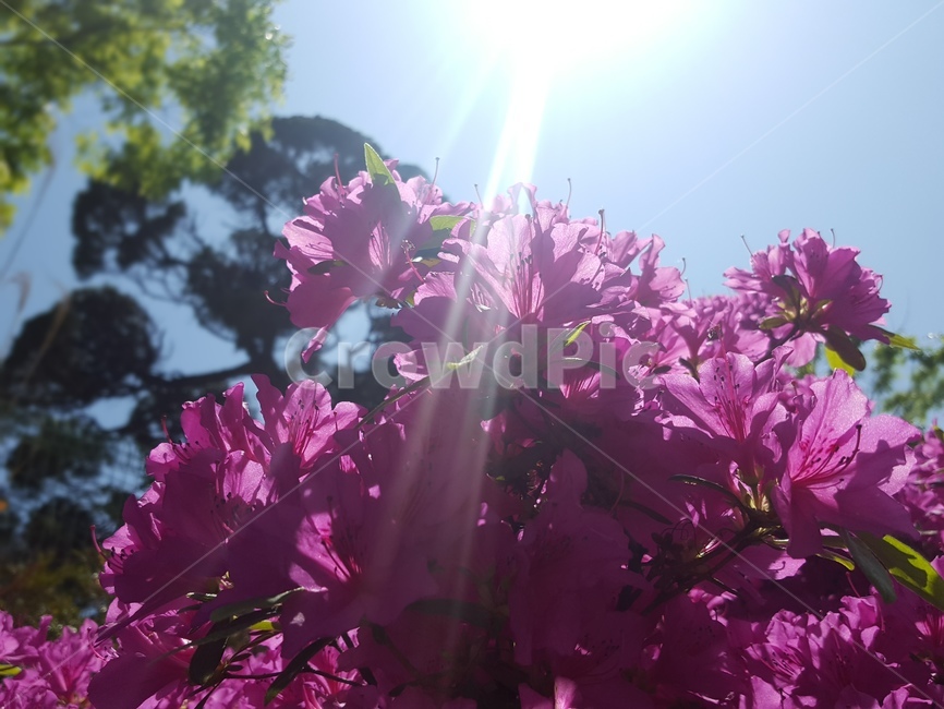 Azalea flower,nature,emotional,Azalea,flower,spring flowers,spring,plants,plant,sight,season,Emotion,sensible