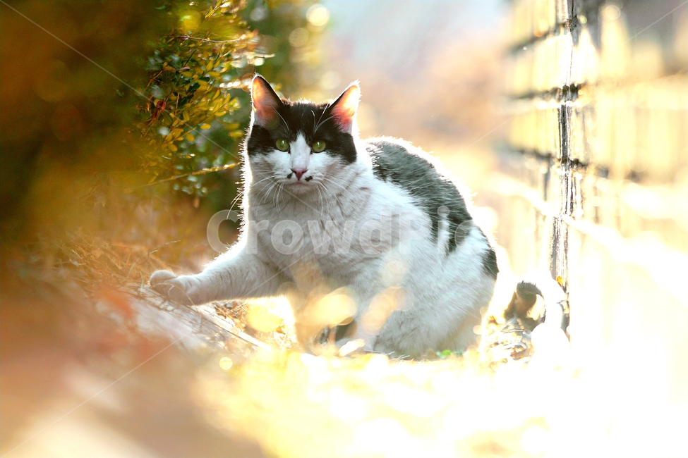 고양이,길고양이,길냥이,야옹이,냐옹이,애완묘,반려묘,애완동물,펫,캣,도둑고양이,야생동물,pet,cat,alleycat,wild,wildlife,mammal,animal,동물,animal,포유류,mammal,고양이,cat,kitten,kitty