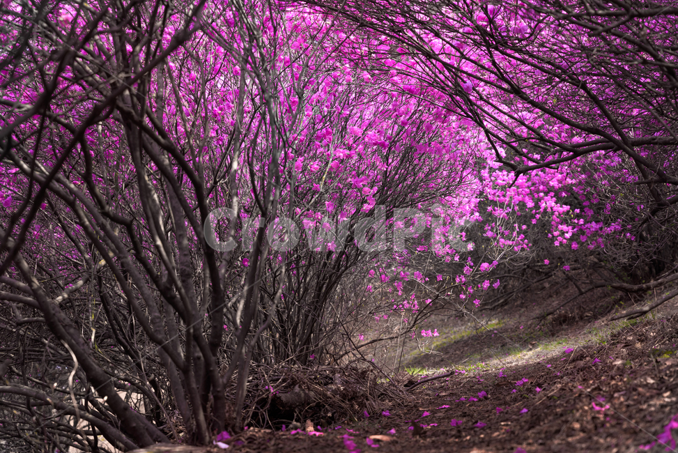 진달래,원미산,부천시,진달래축제,분홍꽃,식물,꽃나무,flower,blossom,식물,자연,plants,nature,꽃,flower