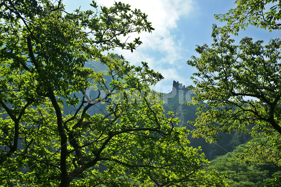 영실,한라산,제주,기암괴석,오백나한,절경,병풍바위,영주십경,자연,풍경,nature,landscape,tree,나무,plant,식물,tree trunk,나무 줄기