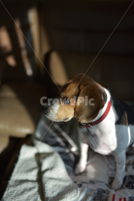 비글,애견,강아지,애완견,악마견,먹을거노림,동물,animal,포유류,mammal,개,강아지,dog,doggy