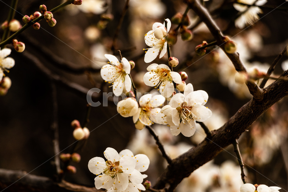 매화,매화꽃,매실꽃,백매화,흰매화,봄,계절,spring,season,식물,자연,plants,nature,꽃,flower,plant