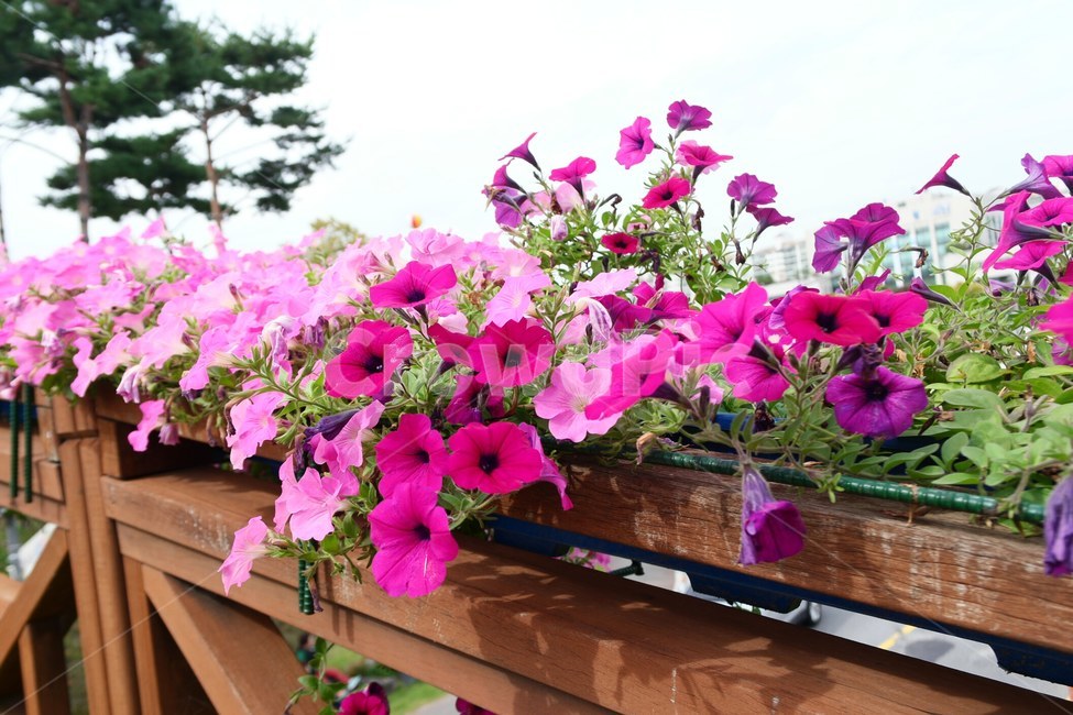 plant,식물,flower,blossom,꽃,나팔꽃,분홍,보라