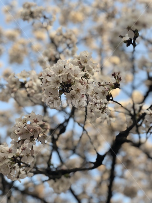식물,plant,blossom,flower,꽃,식물,자연,plants,nature,꽃,flower