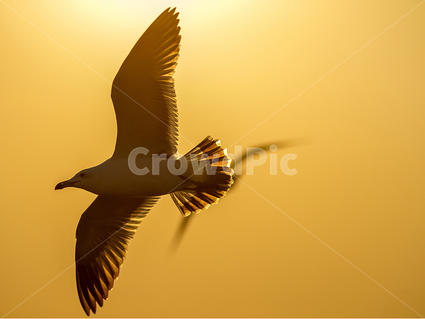 갈매기,자유를날다,황금빛노을,실루엣,자연,동물,animal,조류,새,birds
