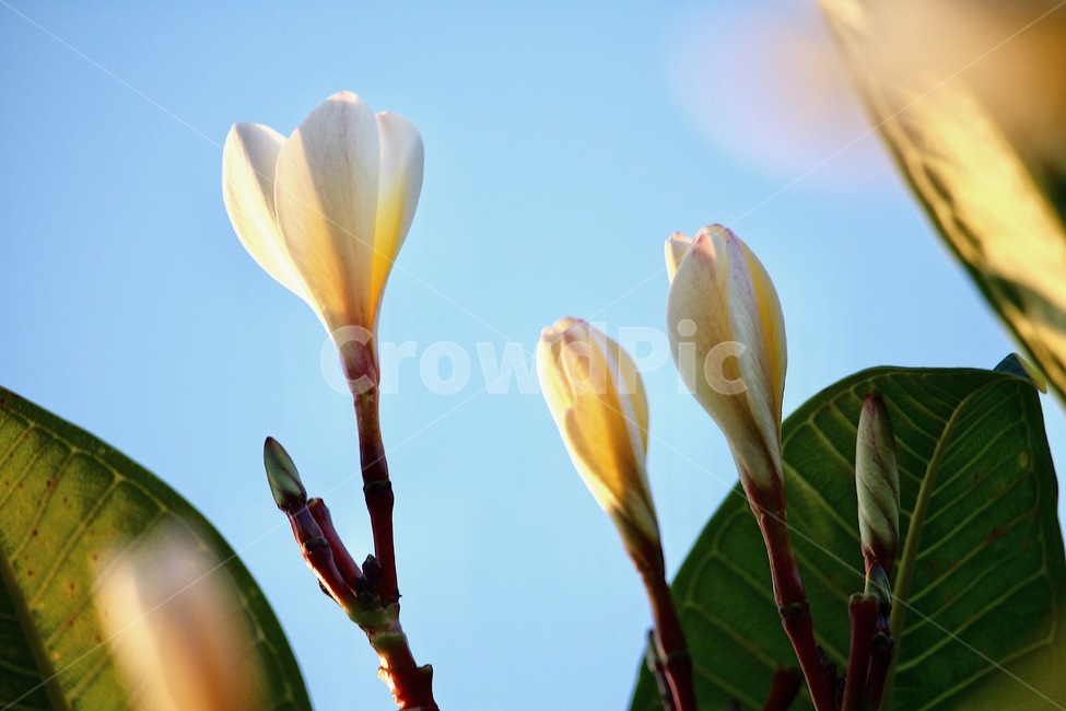 봄,꽃,하늘,날씨,화창함,식물,자연,plants,nature,꽃,flower