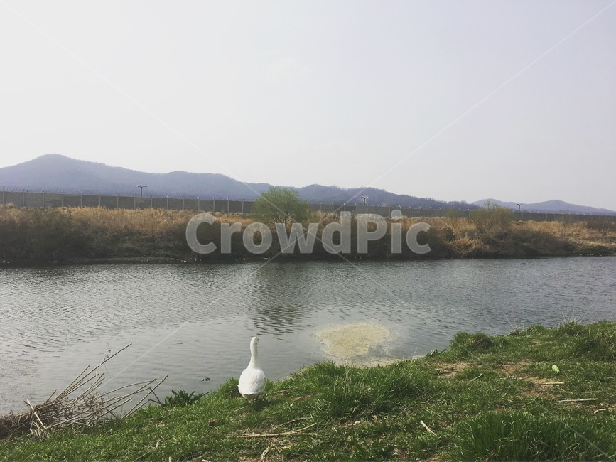 오리,강,혼자,외로움,대지,동물,animal,조류,새,birds