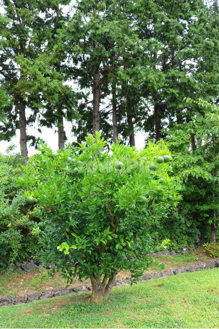 나무,귤,감귤,감귤나무,식물,과일,밀감,식물,자연,plants,nature,나무,trees,wood