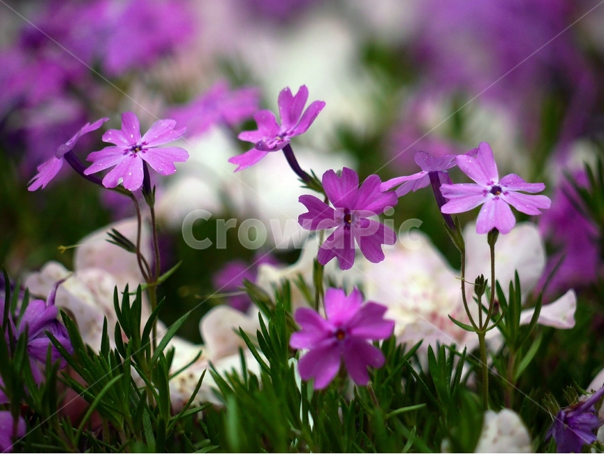 봄,자연,꽃,숲,여름,초록,분홍,봄,계절,spring,season,식물,자연,plants,nature,꽃,flower,blossom,geranium,제라늄,plant