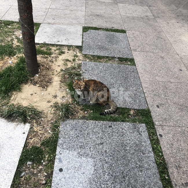 길고양이,고양이,갈색,길거리,앉은자세,동물,cat,street,kitty,animal,잔디