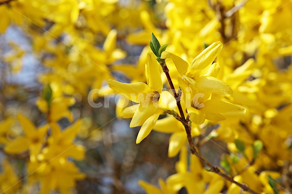 개나리,개나리꽃,꽃,봄꽃,노란꽃,봄,식물,자연,공원,식물,자연,plants,nature,꽃,flower
