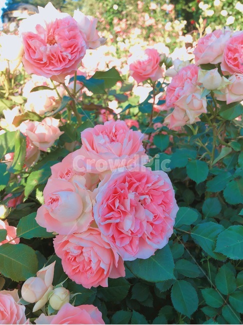 꽃,장미,핑크,장미꽃,핑크장미