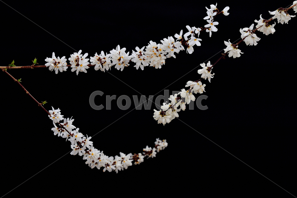 미선나무,미선나무꽃,꽃,봄꽃,식물,나무,흰색,자연,봄,계절,spring,season,petal,꽃잎,flower,plant,blossom