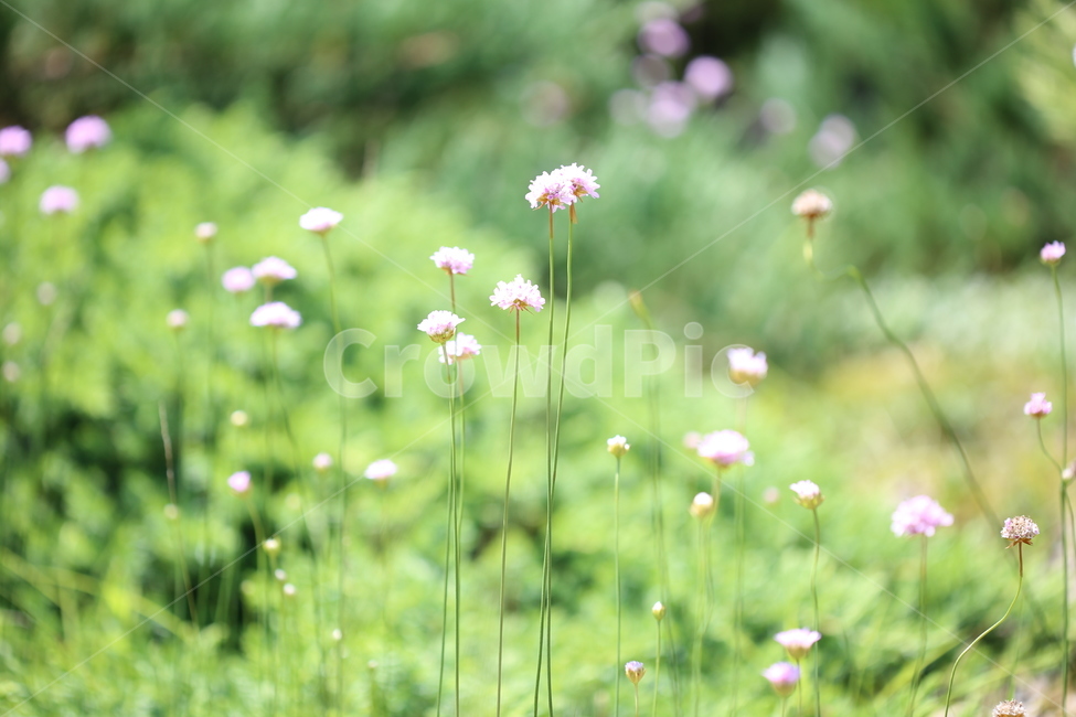 야생화,패랭이꽃,꽃,들꽃,야생,자연,생태,식물,식물,자연,plants,nature,꽃,flower