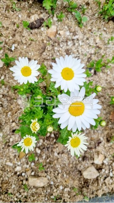 마가렛꽃,꽃,daisy,flower,작은꽃