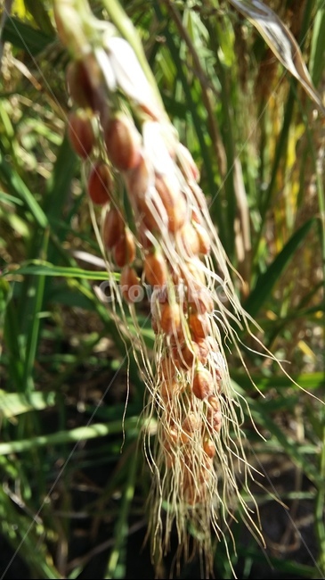 벼이삭,벼,논,가을들판,토종벼,곡류,곡식,cereals,산업,industry,industrial,농업,농사,agriculture,farming,farming industry