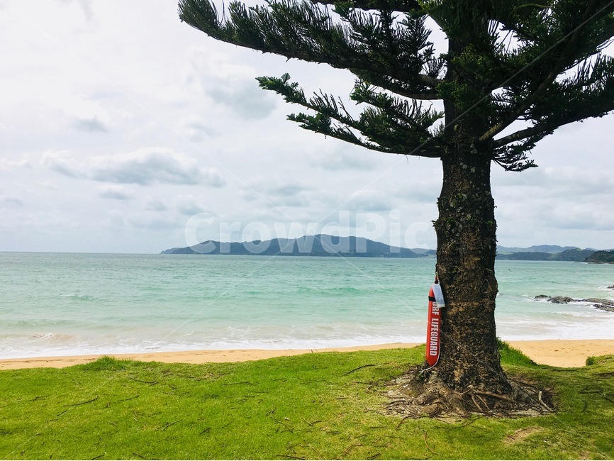 뉴질랜드,케이블베이,바다,하늘,흐림,풍경,휴식,자연,풍경,nature,landscape,해변,바다,beach,sea,해외,외국,세계,foreign,oversea,world,세계자연풍경,해외자연풍경,외국자연풍경,world nature landscape,식물,plants,나무,trees,wood,tree,plant,tree trunk,나무 줄기
