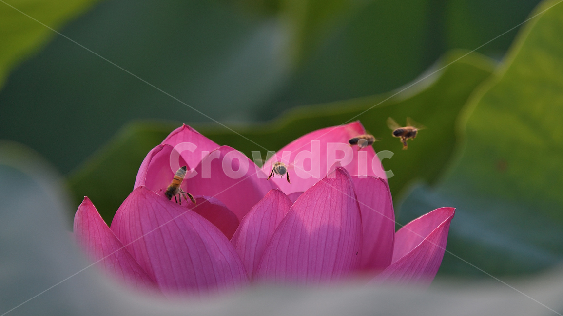 연꽃,연꽃사진,꽃과벌,개화,묵언,수행,자연,아침,식물,자연,plants,nature,꽃,flower,동물,animal,곤충,벌레,insect,bug