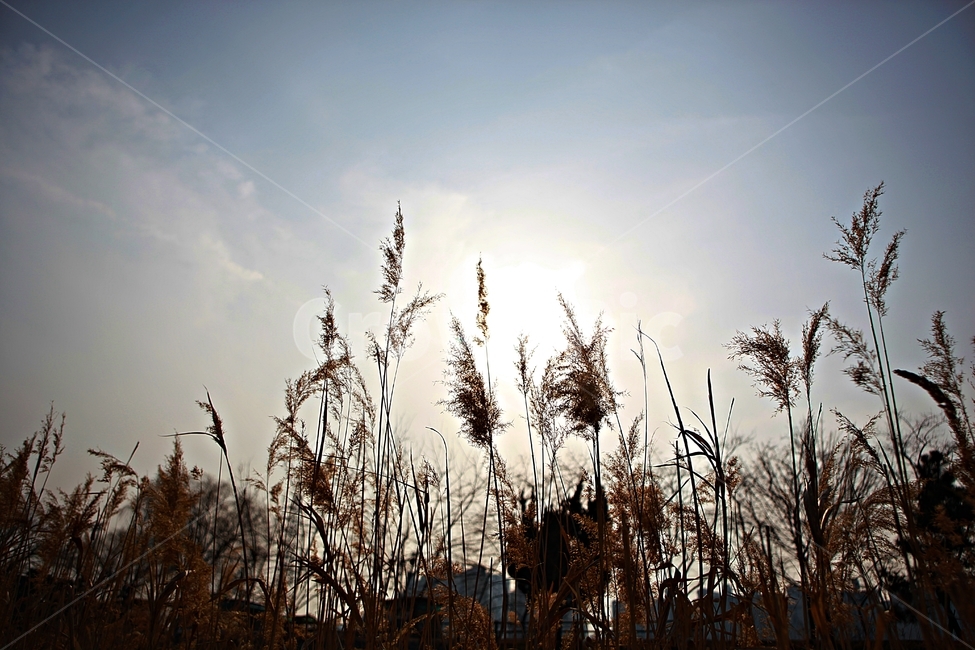 갈대,식물,자연,풍경,배경,풍광,하늘,가을,계절,fall,autumn,season,자연,풍경,nature,landscape,plant,grass,잔디,lawn,reed