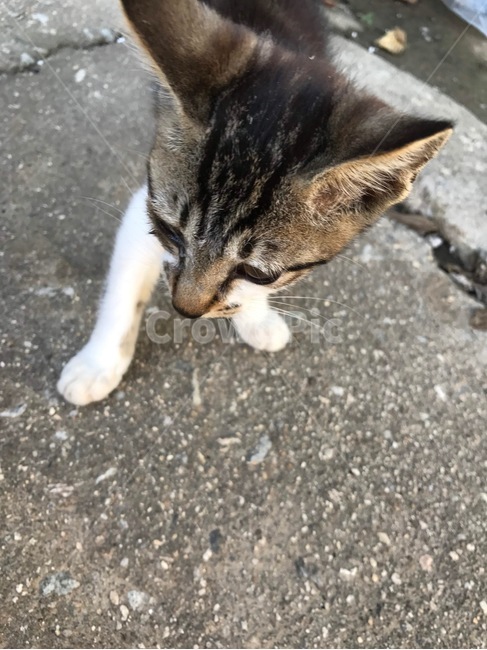 고양이,아깽이,길고양이,고등어,동물,동물,animal,포유류,mammal,고양이,cat,kitten,kitty