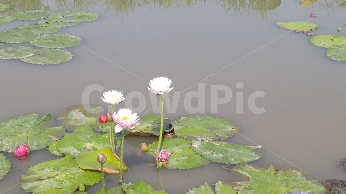 연꽃,저수지,가을,자연,연인,추억,연잎,식물,자연,plants,nature,꽃,flower