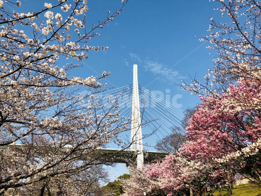벚꽃,봄,꽃구경,사쿠라,cherryblossom
