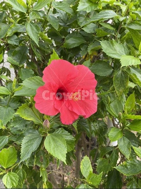 plant,식물,꽃,blossom,flower,식물,자연,plants,nature,꽃,flower