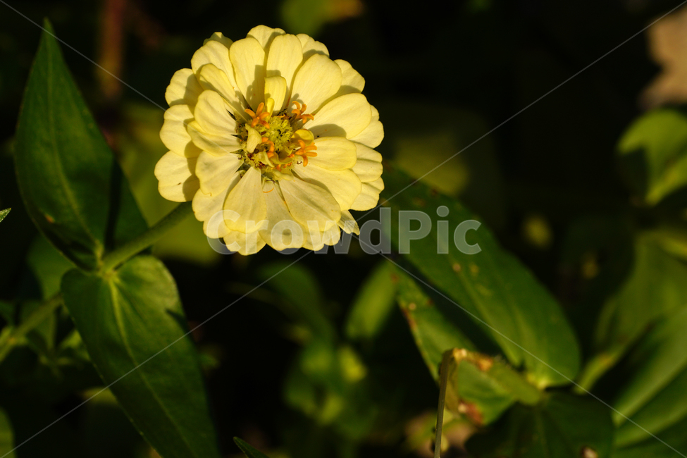 백일홍,꽃,플라워,자연,식물,가을꽃,가을,crapemyrtle,zinnia,flower,nature,plants,autumn,fall,10월,october,식물,자연,plants,nature,꽃,flower