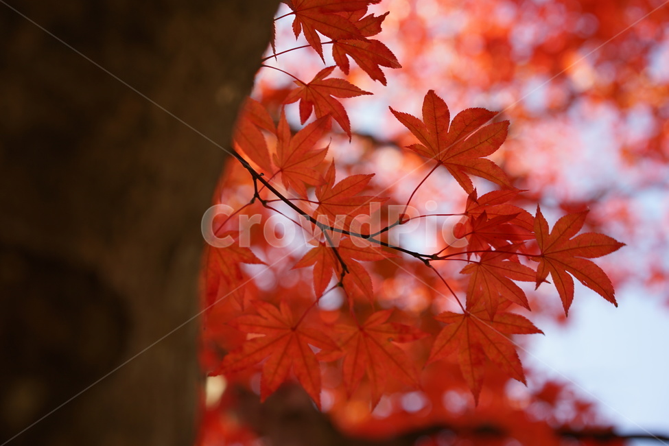 단풍,단풍나무,메이플,fall,가을,가을,계절,fall,autumn,season,식물,자연,plants,nature,leaf,잎,plant,tree,나무,maple