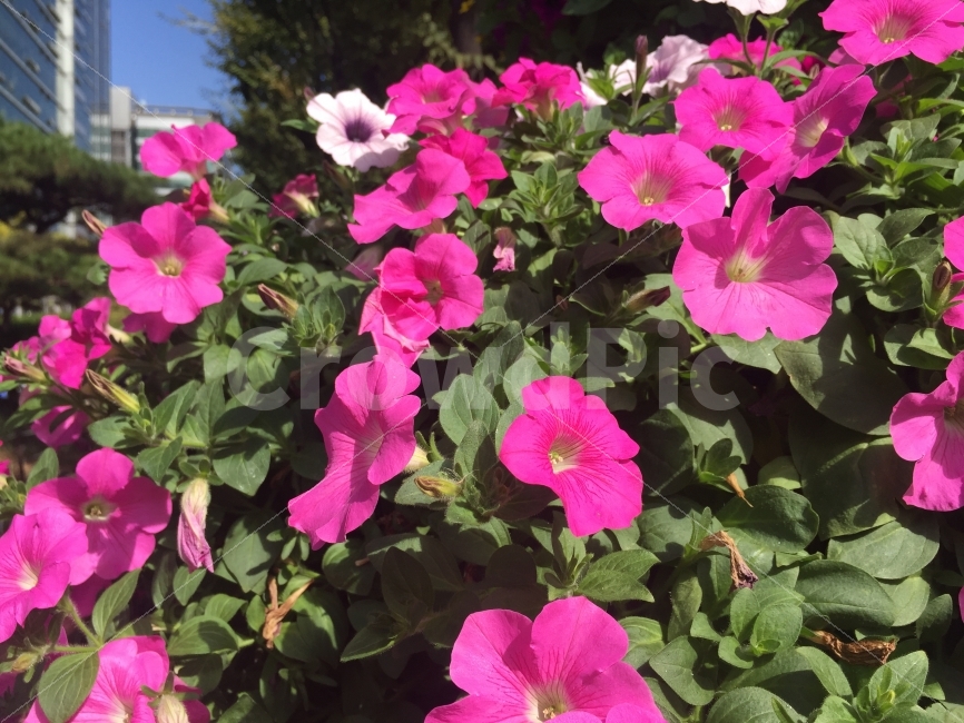 꽃,길가,가을,가을꽃,빨간꽃,들꽃,식물,자연,plants,nature,꽃,flower