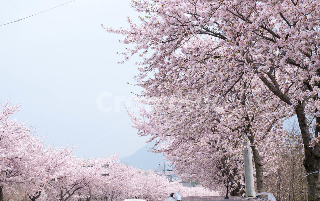 cherryblossom,벚꽃,blossom,꽃,봄