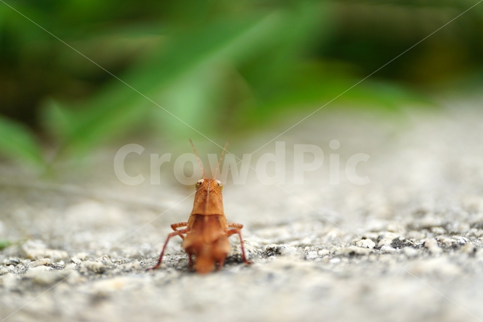 곤충,풀무치,메뚜기,동물,자연,insect,벌레,nature,animal,여름,summer,계절,season,동물,animal,곤충,벌레,insect,bug