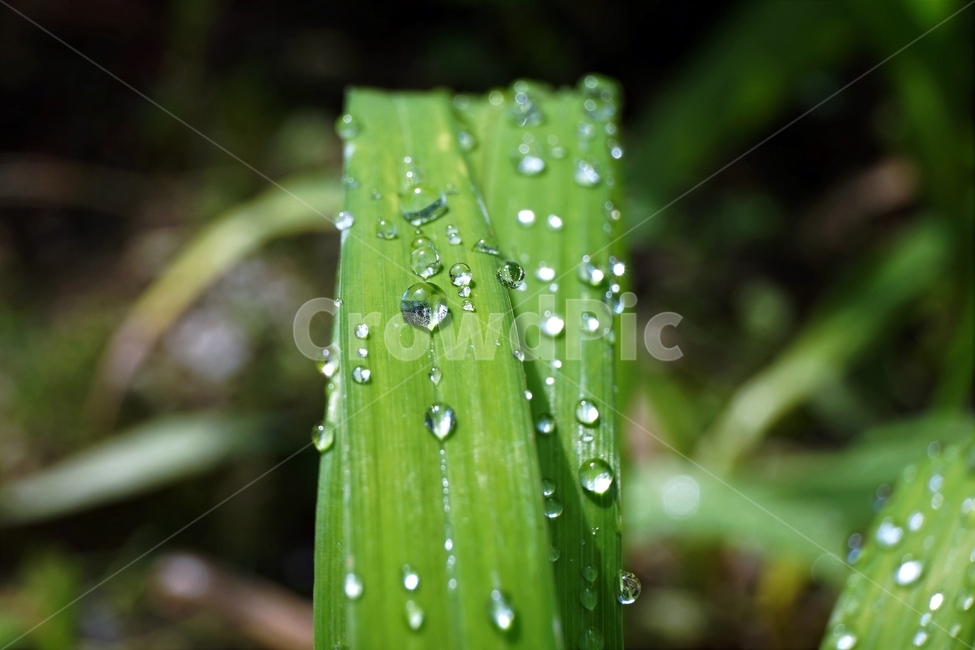 물방울,자연,식물,싱그러움,잎,식물,자연,plants,nature