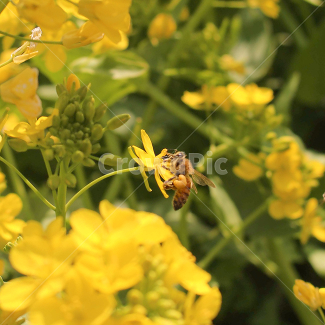 감성,감성사진,벌,유채꽃,접사,꿀,꽃가루,봄,자연,식물,자연,plants,nature,꽃,flower,동물,animal,곤충,벌레,insect,bug