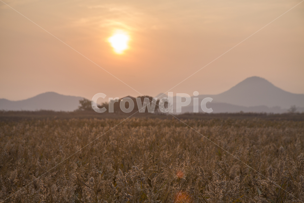 갈대밭,노을,일몰,가을,감성,가을,계절,fall,autumn,season,자연,풍경,nature,landscape,field,들