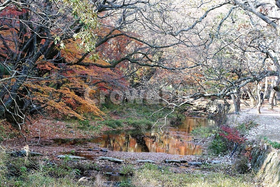 가을,단풍잎,나무,자연,계절,풍경,낙엽,nature,autumn,season,고창,선운사,시냇물,노란색,가을,계절,fall,autumn,season,자연,풍경,nature,landscape,한국자연풍경,한국자연경관,korea nature landscape,outdoors,옥외,land,땅,water,물,plant,식물,tree