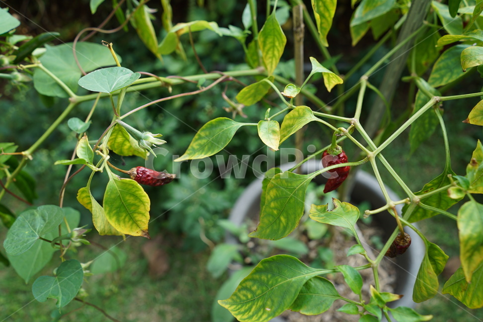 식물,plant,leaf,잎,고추,병,농사,고추농사,농약,썪은고추,병든고추,원예,채소,야채,vegetables