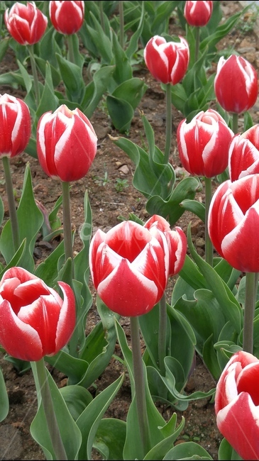 튤울립,꽃,빨강,힌색,알록달록,봄,자연,녹색,하양,식물,봄,계절,spring,season,식물,자연,plants,nature,꽃,flower,plant,blossom,tulip,튤립
