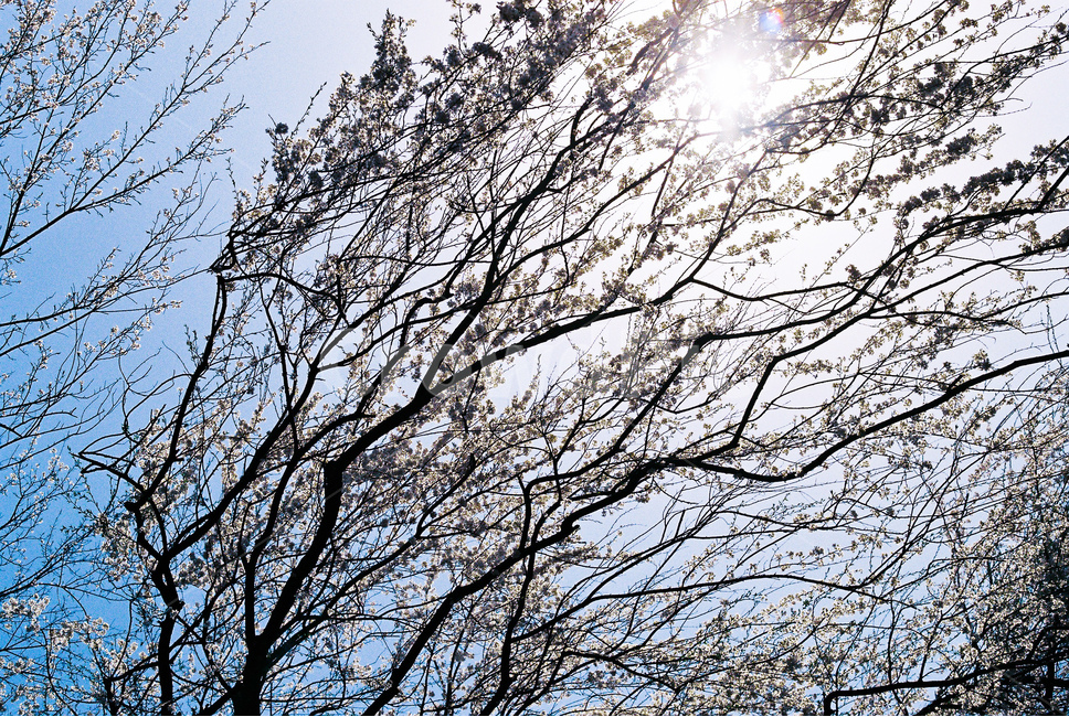 봄,벚꽃,나무,cherryblossom,식물,역광,sun,sunshine,sad,tree,plant,flower,floral,spring,fall,봄꽃,flowers,하늘,sky,lofi,film,filmphotography